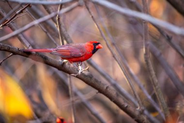 İkonik Kuzey Kardinali, Cardinalis Cardinalis, Central Park, New York 'ta canlı tüylerini sergileyerek yakalandı..