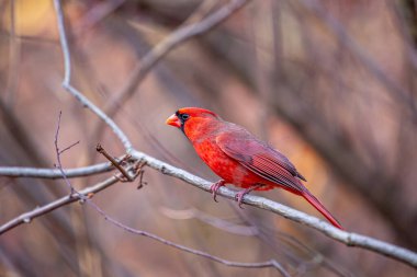 İkonik Kuzey Kardinali, Cardinalis Cardinalis, Central Park, New York 'ta canlı tüylerini sergileyerek yakalandı..