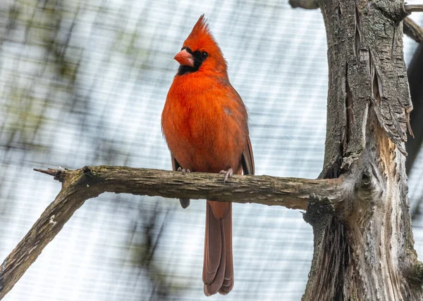 Iconic Northern Cardinal Cardinalis Cardinalis Captured Central Park New York — Stock Photo, Image