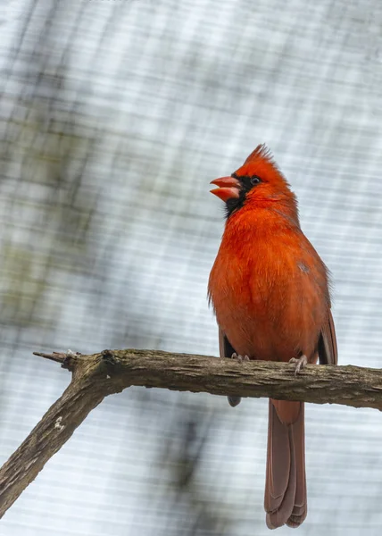 Emblématique Cardinal Nord Cardinalis Cardinalis Capturé Central Park New York — Photo
