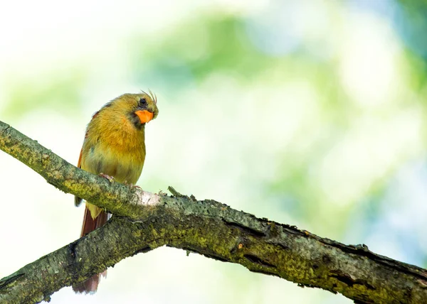位于纽约中央公园的标志性的北红衣主教卡迪纳里斯卡迪纳里斯展示了它充满活力的羽毛 — 图库照片