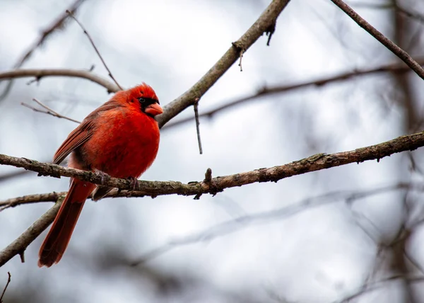 Εικονικός Βόρειος Καρδινάλιος Cardinalis Cardinalis Συνελήφθη Στο Central Park Της — Φωτογραφία Αρχείου
