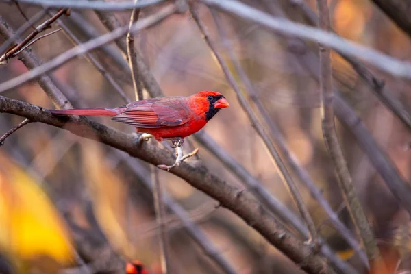 位于纽约中央公园的标志性的北红衣主教卡迪纳里斯卡迪纳里斯展示了它充满活力的羽毛 — 图库照片
