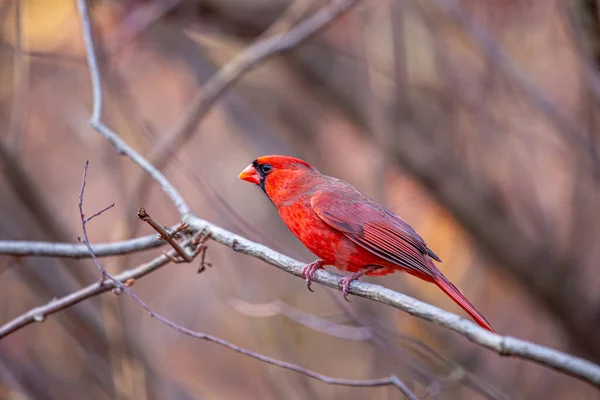 Der Ikonische Kardinal Des Nordens Cardinalis Cardinalis Aufgenommen Central Park — Stockfoto