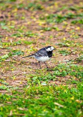 Çekici Pied Wagtail (Motacilla alba), siyah-beyaz tüyleri ve canlı varlığıyla bilinen Avrupalı bir kuş türüdür..