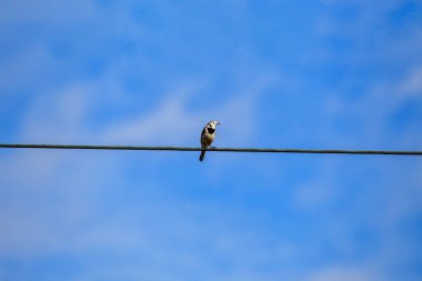 Çekici Pied Wagtail (Motacilla alba), siyah-beyaz tüyleri ve canlı varlığıyla bilinen Avrupalı bir kuş türüdür..