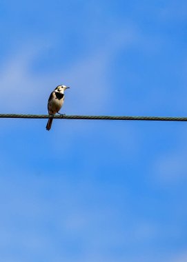 Çekici Pied Wagtail (Motacilla alba), siyah-beyaz tüyleri ve canlı varlığıyla bilinen Avrupalı bir kuş türüdür..