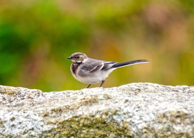 Çekici Pied Wagtail (Motacilla alba), siyah-beyaz tüyleri ve canlı varlığıyla bilinen Avrupalı bir kuş türüdür..