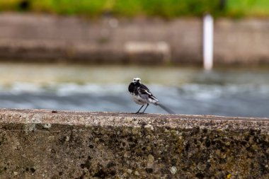 Çekici Pied Wagtail (Motacilla alba), siyah-beyaz tüyleri ve canlı varlığıyla bilinen Avrupalı bir kuş türüdür..