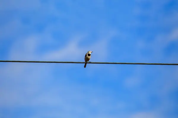 Die Reizende Bachstelze Motacilla Alba Ist Ein Europäischer Vogel Der — Stockfoto