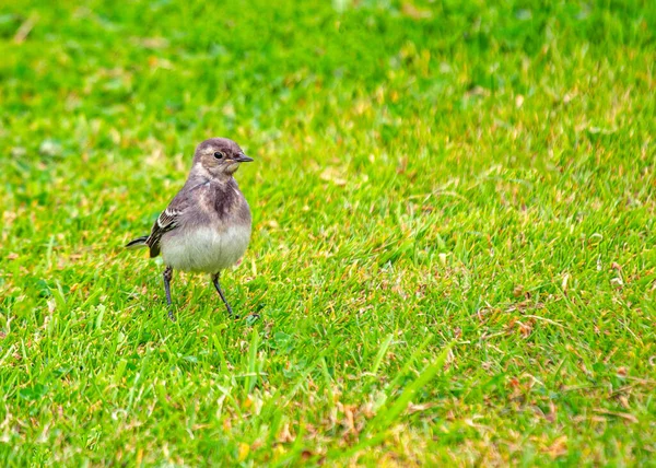 Çekici Pied Wagtail (Motacilla alba), siyah-beyaz tüyleri ve canlı varlığıyla bilinen Avrupalı bir kuş türüdür..