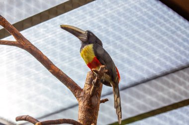 Siyah boyunlu Aracari (Pteroglossus aracari) ile tanışın, Güney Amerika yağmur ormanlarında bulunan çarpıcı bir tukan. Canlı tüyleri ve ayırt edici gagası onu gerçek bir yağmur ormanı mücevheri yapar..