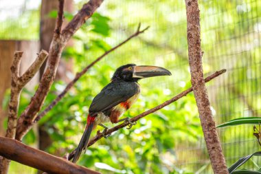 Yakalı Acari, bilimsel olarak Accipiter Cirrocephalus olarak bilinen, Yeni Gine ormanlarına özgü bir avcı kuştur. Tasma benzeri işaretler onu göze batan bir konu yapıyor..