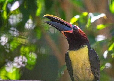 Yeşil Aracari (Pteroglossus viridis) Güney Amerika 'nın bereketli Amazon yağmur ormanlarına özgü canlı bir tukandır..