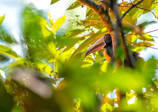 Collared Acari Науково Відомий Accipiter Circrocephalus Вражаючим Птахом Здобичі Корінним — стокове фото