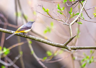 Gri Wagtail (Motacilla cinerea) Dublin, İrlanda 'da canlı tüylerini ve canlı varlığını sergileyerek yakalandı.
