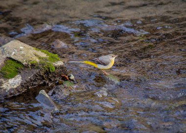 Gri Wagtail (Motacilla cinerea) Dublin, İrlanda 'da canlı tüylerini ve canlı varlığını sergileyerek yakalandı..