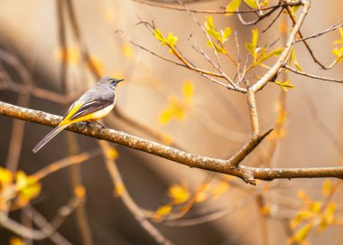 Gri Wagtail (Motacilla cinerea) Dublin, İrlanda 'da canlı tüylerini ve canlı varlığını sergileyerek yakalandı..