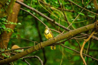 Çamur renkli ardıç kuşu (Turdus grayi) Orta Amerika 'ya özgü melodileriyle ünlü hoş bir ötücü kuştur.