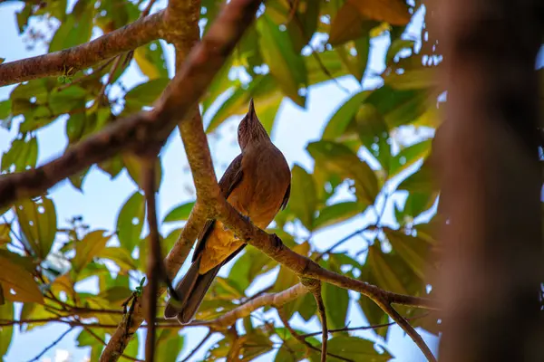 Молочниця Глини Turdus Grayi Чудовий Пісенний Птах Народився Центральній Америці — стокове фото
