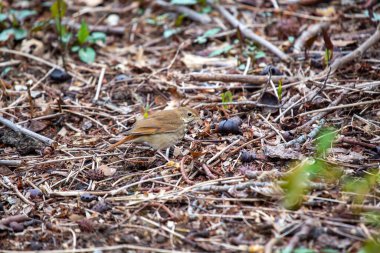 Keşiş Thrush (Catharus guttatus) büyüleyici şarkısı ve benekli tüyleriyle Kuzey Amerika ormanlarını şereflendirir..