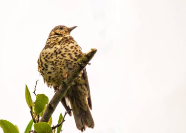 Dublin, İrlanda 'da yakalanan Mistle Thrush (Turdus viscivorus), melodik melodileriyle tanınan büyüleyici bir Avrupalı ötücü kuştur..