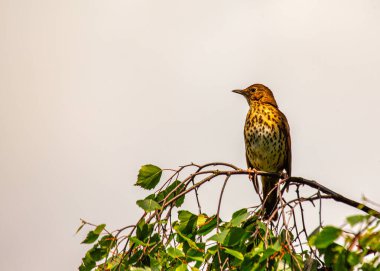 Dublin, İrlanda 'da yakalanan Mistle Thrush (Turdus viscivorus), melodik melodileriyle tanınan büyüleyici bir Avrupalı ötücü kuştur..