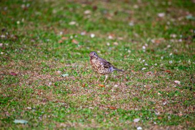 Dublin, İrlanda 'da yakalanan Mistle Thrush (Turdus viscivorus), melodik melodileriyle tanınan büyüleyici bir Avrupalı ötücü kuştur..