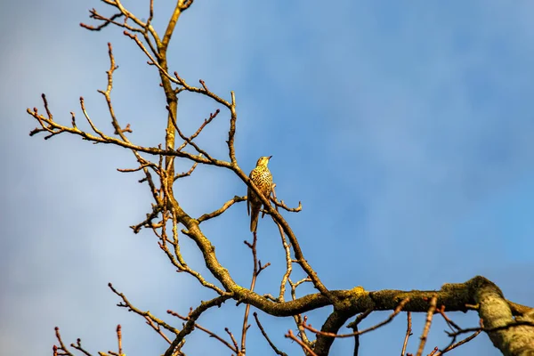 Captured Dublin Ireland Mistle Thrush Turdus Viscivorus Charming European Songbird — Stock Photo, Image