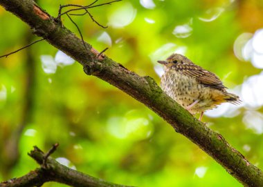 The Song Thrush (Türdus philomelos), İrlanda 'nın başkenti Dublin' den, büyüleyici melodileriyle tanınan bir melodik Avrupa ötücü kuşudur..