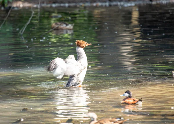 Gewone Merganser Mergus Merganser Een Opvallende Watervogel Uit Familie Mergidae — Stockfoto