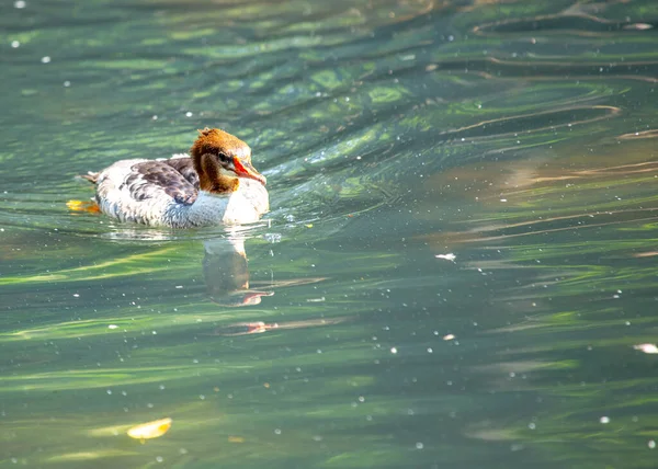 Der Gemeine Merganser Mergus Merganser Ist Ein Bemerkenswertes Wasservögel Das — Stockfoto