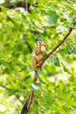 Common Squirrel Monkey (Saimiri sciureus), Güney Amerika 'ya özgü, neşeli doğası ve kendine özgü görünüşüyle bilinen canlı bir primatdır..