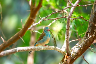 Mavi başlıklı Cordon Bleu (Uraeginthus siyanocephalus), Afrika 'da Sahraaltı Afrika' nın savanalarında bulunan canlı mavi tüylerini gösteren bir Afrika ispinozudur..