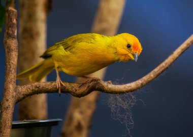 Canlı Saffron Finch, Güney Amerika 'nın yerlisi, göz alıcı safran tüylerini sergiliyor. Tropikal güzelliğin sembolü..
