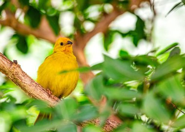 Canlı Saffron Finch, Güney Amerika 'nın yerlisi, göz alıcı safran tüylerini sergiliyor. Tropikal güzelliğin sembolü..