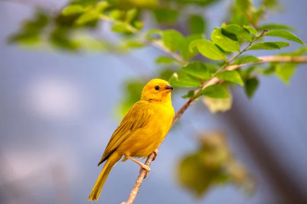 Vibrante Saffron Finch Nativo América Sul Ostenta Uma Plumagem Impressionante — Fotografia de Stock