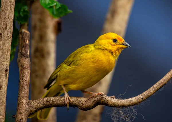 Canlı Saffron Finch, Güney Amerika 'nın yerlisi, göz alıcı safran tüylerini sergiliyor. Tropikal güzelliğin sembolü..