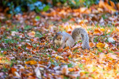 Gri bir sincap, Sciurus carolinensis, Ulusal Botanik Bahçeleri, Dublin, İrlanda 'da görüldü..