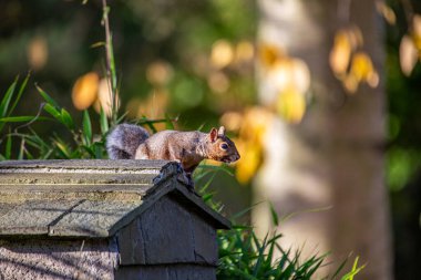 Gri bir sincap, Sciurus carolinensis, Ulusal Botanik Bahçeleri, Dublin, İrlanda 'da görüldü..