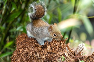 Gri bir sincap, Sciurus carolinensis, Ulusal Botanik Bahçeleri, Dublin, İrlanda 'da görüldü..