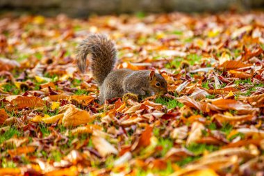 Gri bir sincap, Sciurus carolinensis, Ulusal Botanik Bahçeleri, Dublin, İrlanda 'da görüldü..