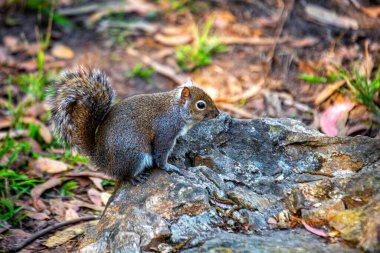 Gri bir sincap, Sciurus carolinensis, Ulusal Botanik Bahçeleri, Dublin, İrlanda 'da görüldü..