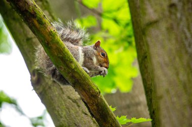 Gri bir sincap, Sciurus carolinensis, Ulusal Botanik Bahçeleri, Dublin, İrlanda 'da görüldü..