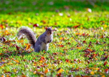 Gri bir sincap, Sciurus carolinensis, Ulusal Botanik Bahçeleri, Dublin, İrlanda 'da görüldü..