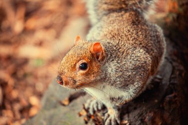 Gri bir sincap, Sciurus carolinensis, Ulusal Botanik Bahçeleri, Dublin, İrlanda 'da görüldü..