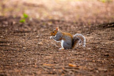 Gri bir sincap, Sciurus carolinensis, Ulusal Botanik Bahçeleri, Dublin, İrlanda 'da görüldü..