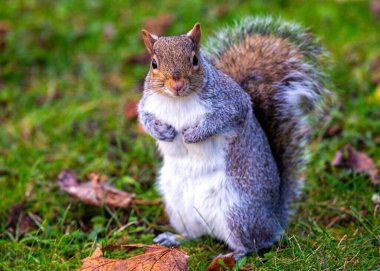 Gri bir sincap, Sciurus carolinensis, Ulusal Botanik Bahçeleri, Dublin, İrlanda 'da görüldü..