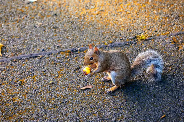Grey Squirrel Sciurus Carolinensis Spotted National Botanic Gardens Dublin Ireland — Stock Photo, Image