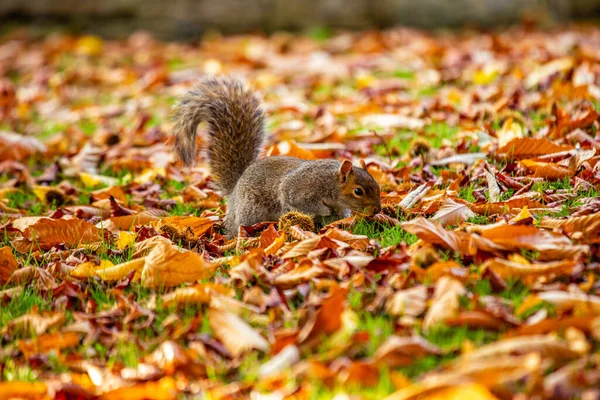 Grey Squirrel Sciurus Carolinensis Spotted National Botanic Gardens Dublin Ireland — Stock Photo, Image